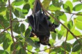 /album/photo-gallery-significant-fauna/spectacled-flying-fox-carirns-jpg/